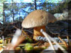 6_soendag_19.JPG (299565 Byte)